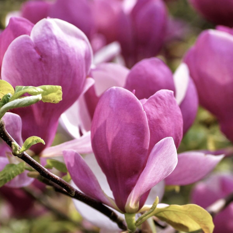Magnolia de Chine Beugnon, Magnolia de Soulange