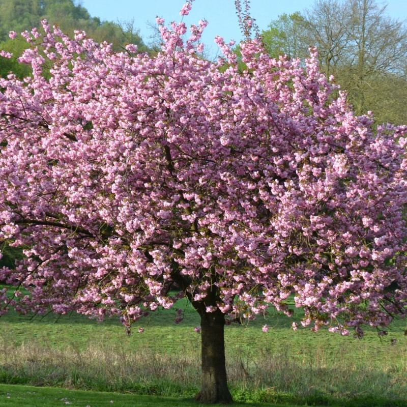 Magnolia de Chine Lennei, Magnolia de Soulange