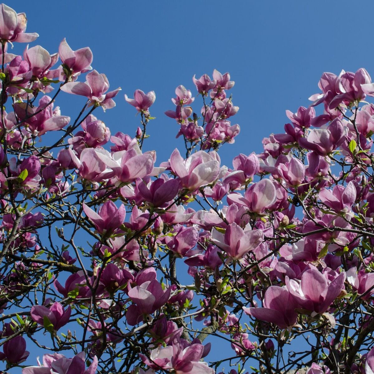Magnolia de Chine Lennei, Magnolia de Soulange
