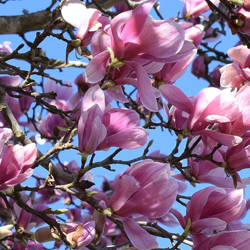 Magnolia de Chine Lennei, Magnolia de Soulange