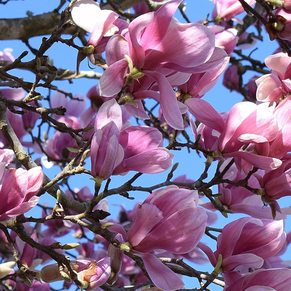 Magnolia de Chine Lennei, Magnolia de Soulange