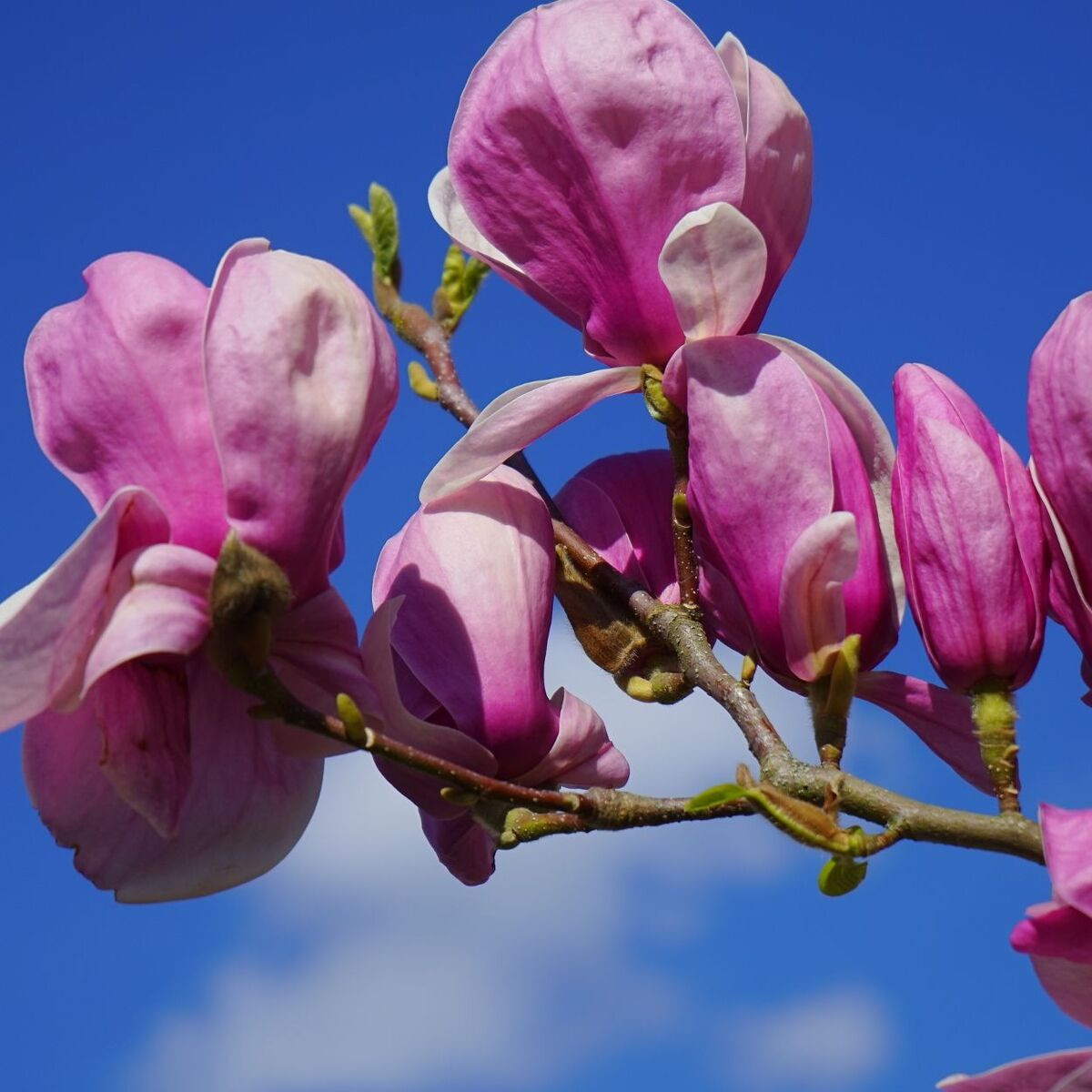 Magnolia de Chine Lennei, Magnolia de Soulange