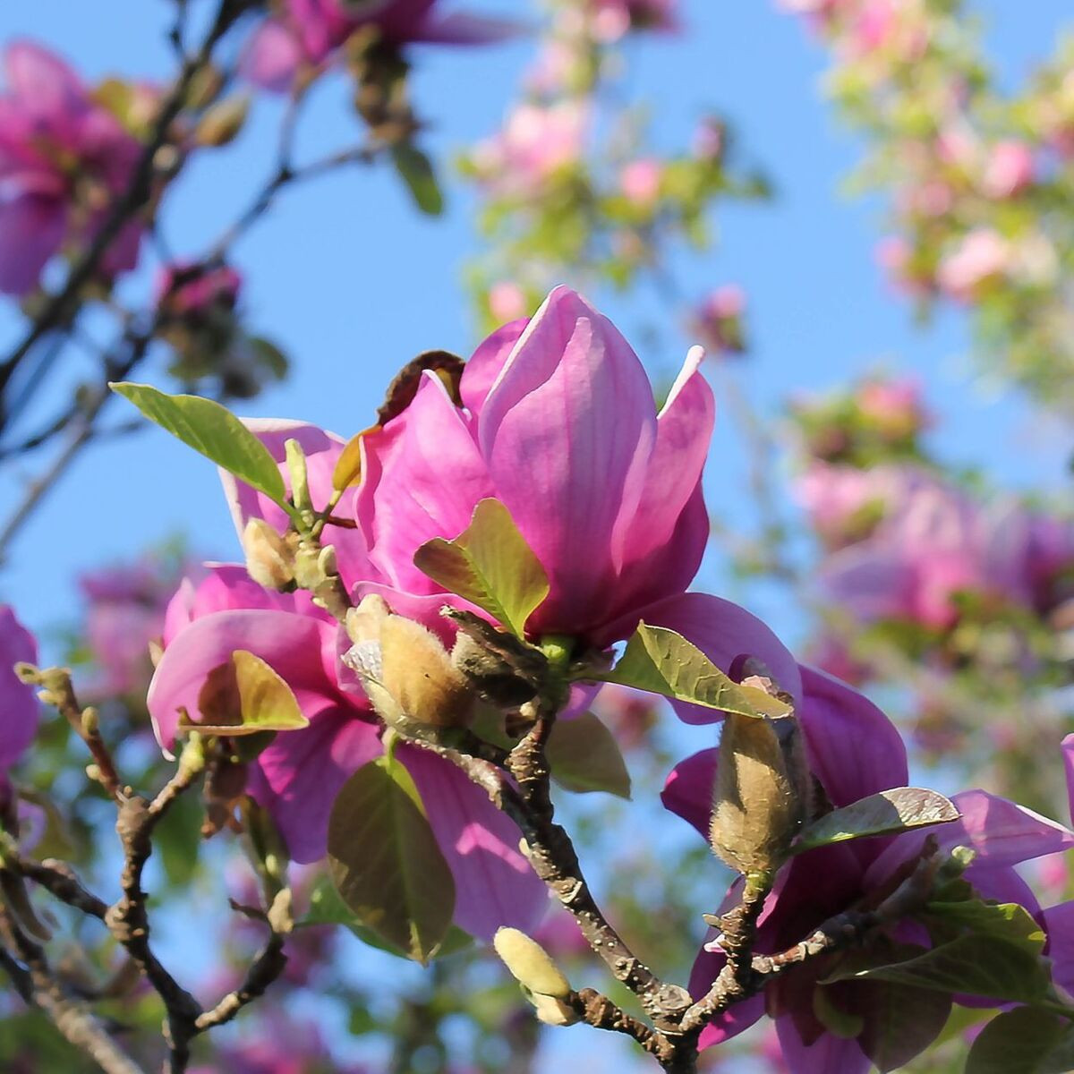 Magnolia de Chine Lennei, Magnolia de Soulange