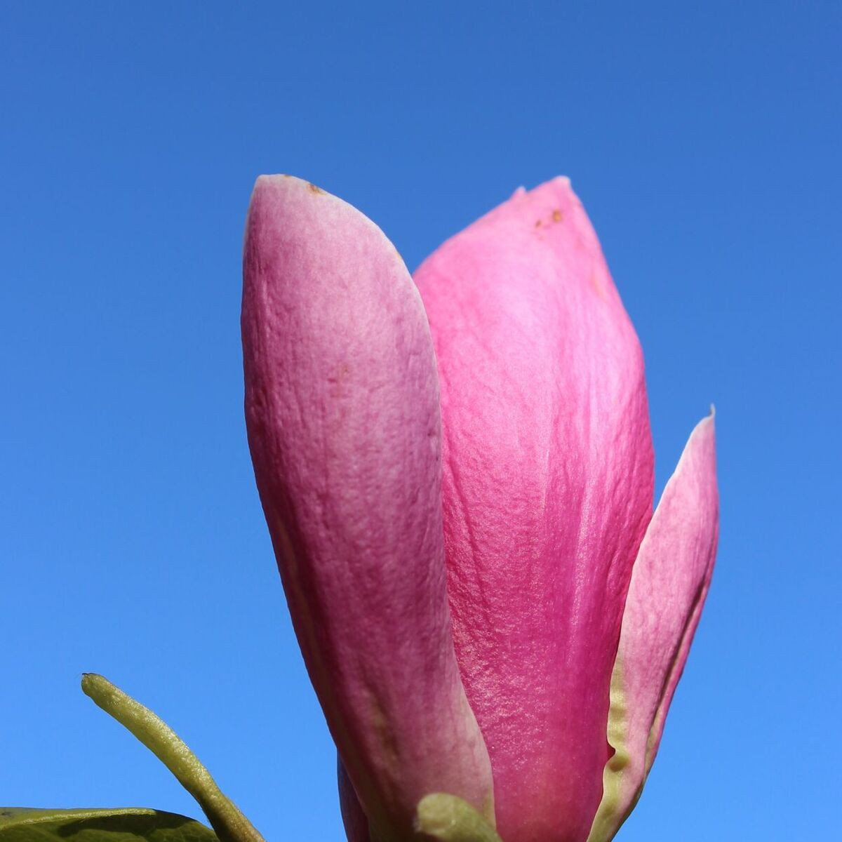 Magnolia de Chine Rustica Rubra, Magnolia de Soulange