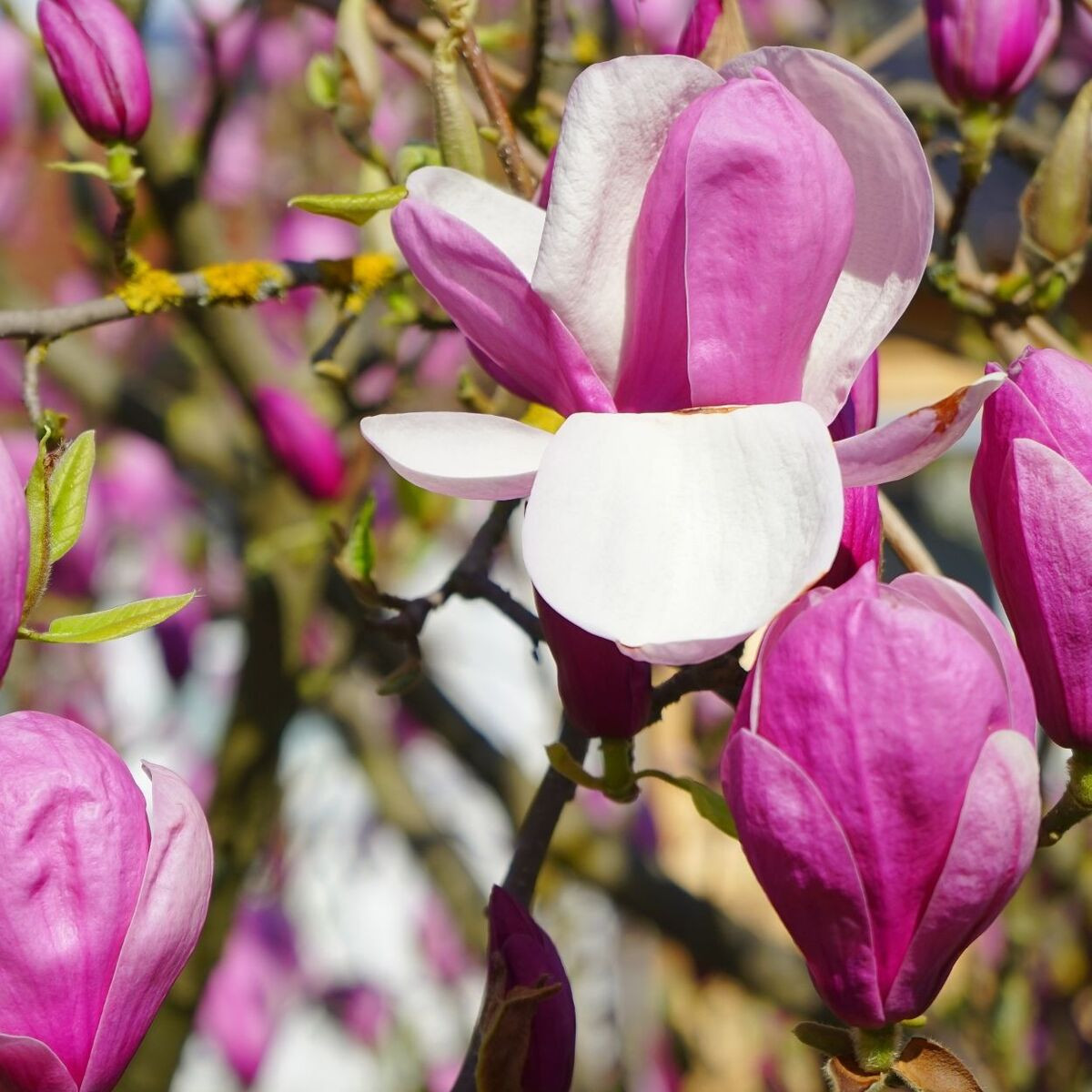 Magnolia de Chine Rustica Rubra, Magnolia de Soulange