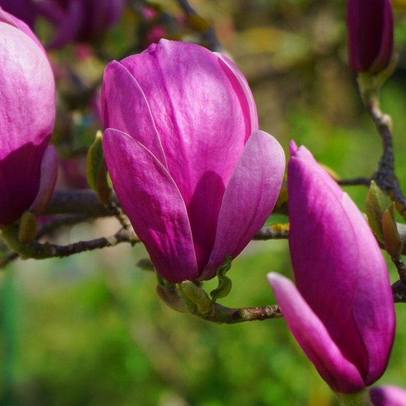Magnolia de Chine Rustica Rubra, Magnolia de Soulange