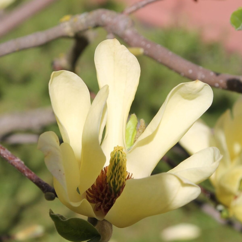 Magnolia Yellow Bird