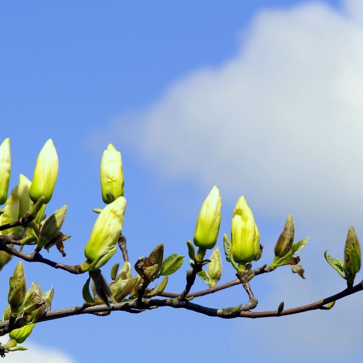 Magnolia Yellow Bird