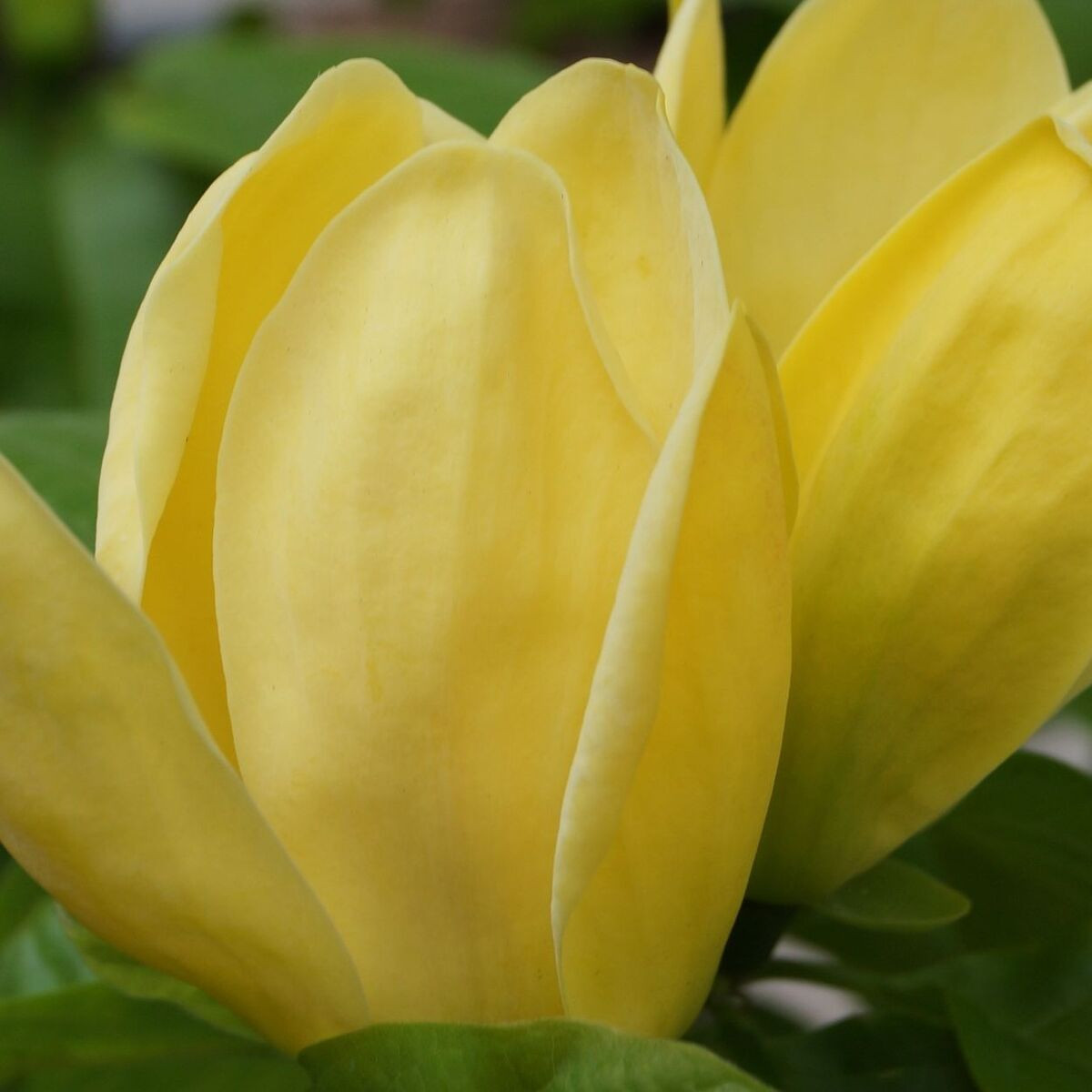 Magnolia Yellow Bird
