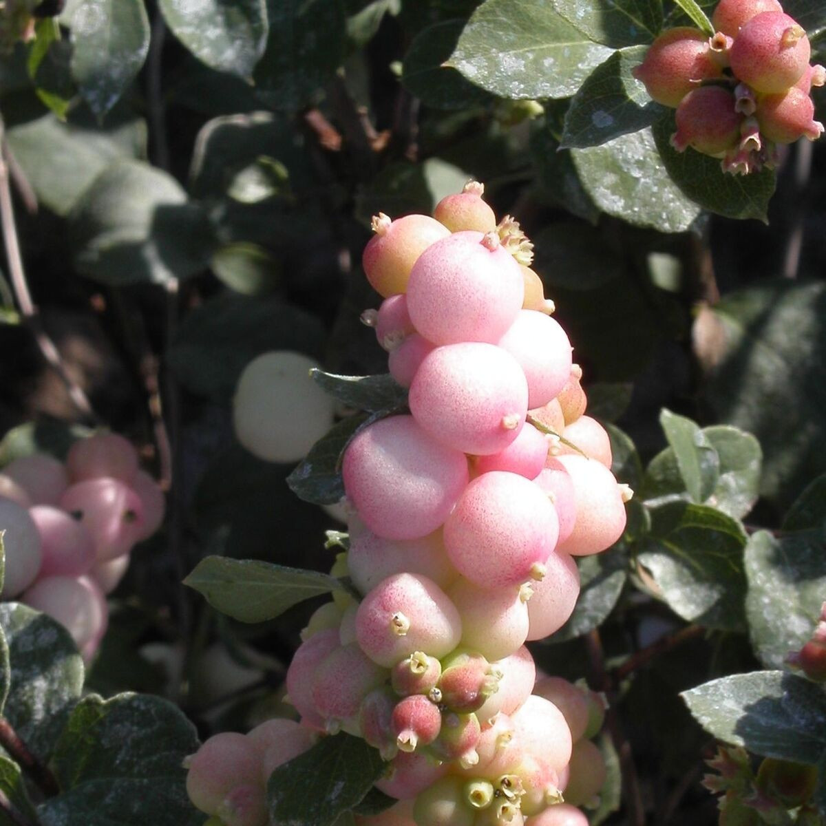 Symphorine Hancock, Symphoricarpos Symphorine Hancock, Symphoricarpos