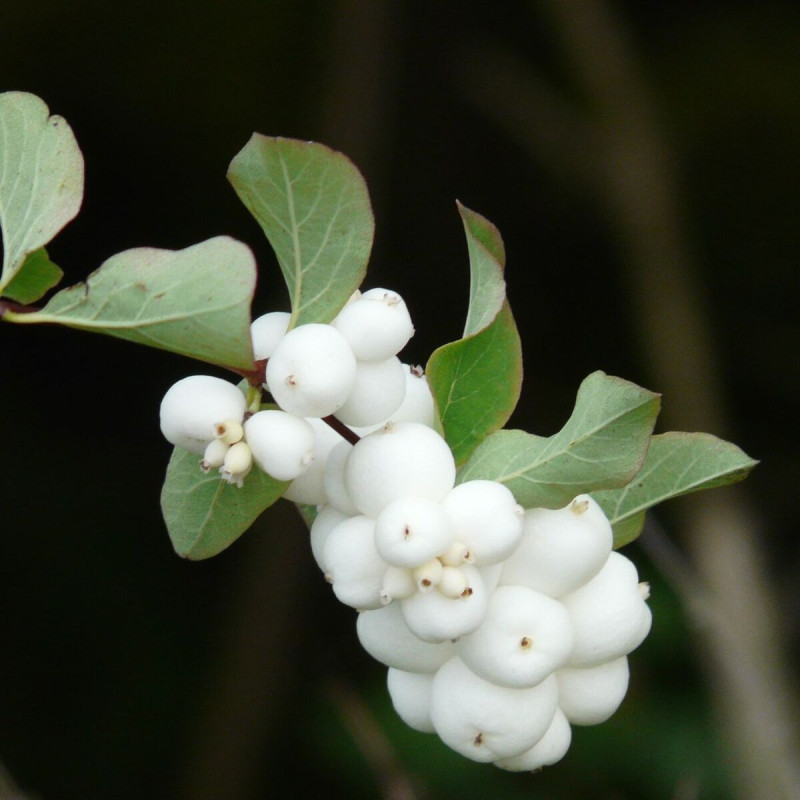 Symphorine Magical® Galaxy 'Kolmgala', Symphoricarpos