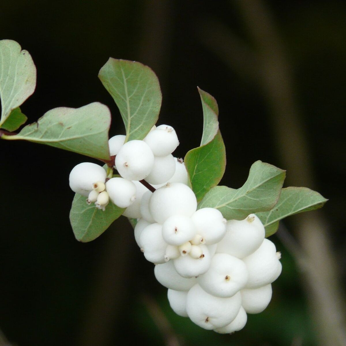 Symphorine Magical® Galaxy 'Kolmgala', Symphoricarpos