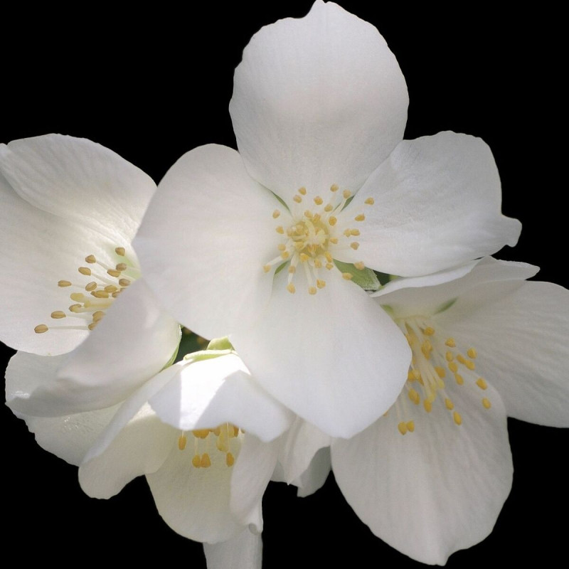 Seringat des jardins Silver Showers, Philadelphus