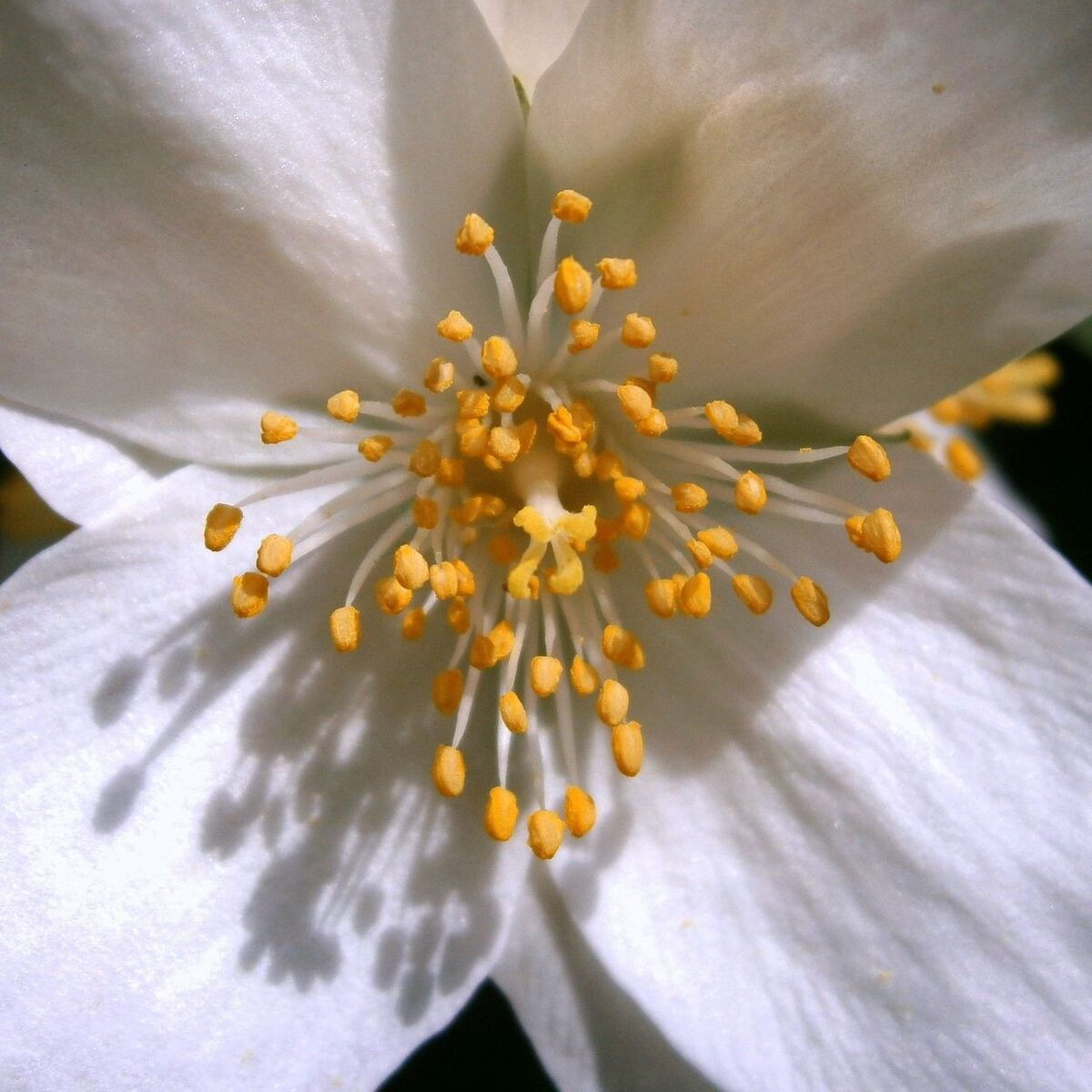 Seringat des jardins Belle Etoile, Philadelphus Seringat des jardins Belle Etoile, Philadelphus