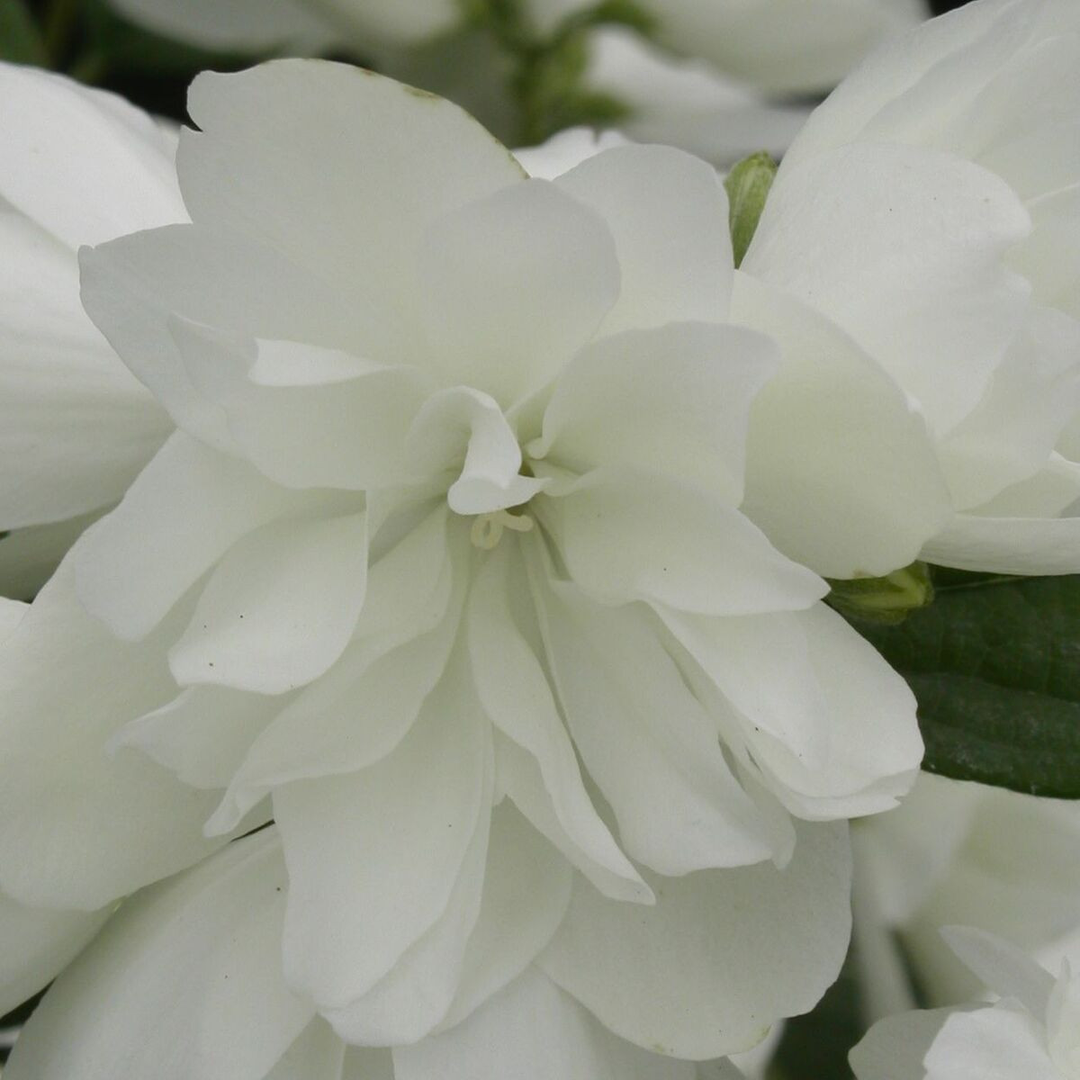 Seringat des jardins Manteau d'Hermine, Philadelphus Seringat des jardins Manteau d'Hermine, Philadelphus