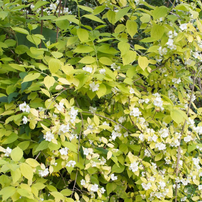 Seringat commun doré, Philadelphus
