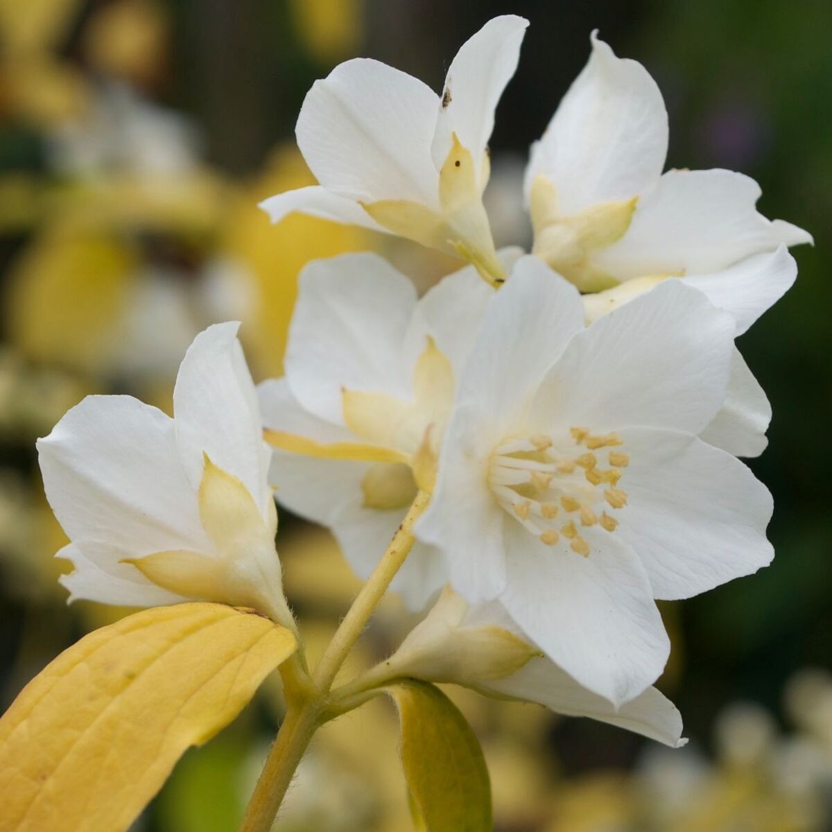 Seringat commun doré, Philadelphus