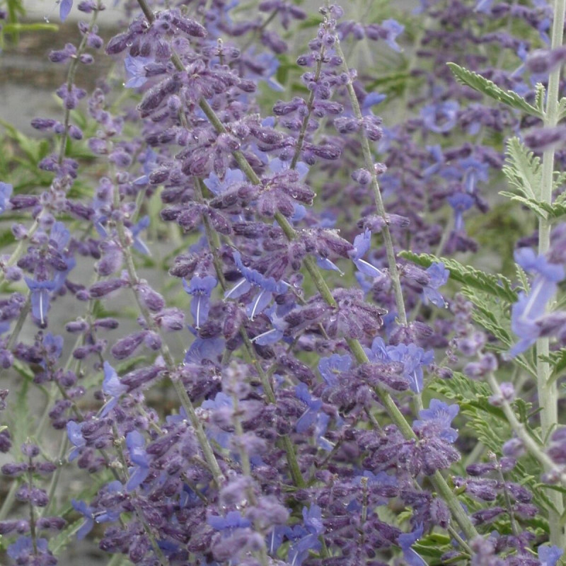Lavande d'Afghanistan Silvery Blue, Sauge Russe, Perovskia