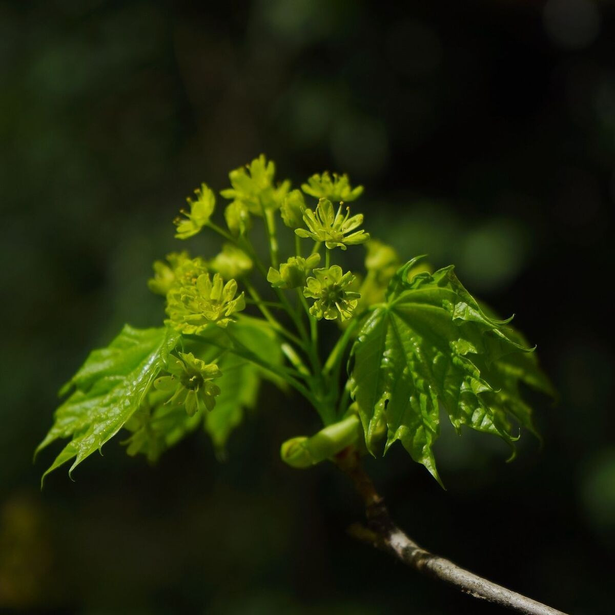 Érable du Japon Crispifolium, Acer palmatum