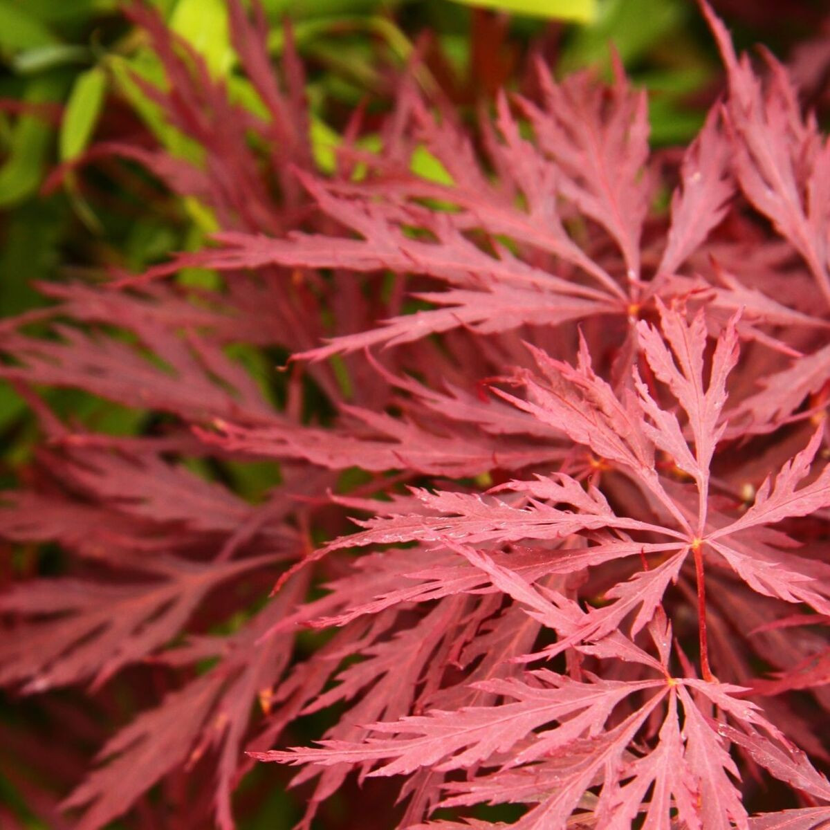 Érable du Japon Deshojo, Acer palmatum Érable du Japon Deshojo, Acer palmatum