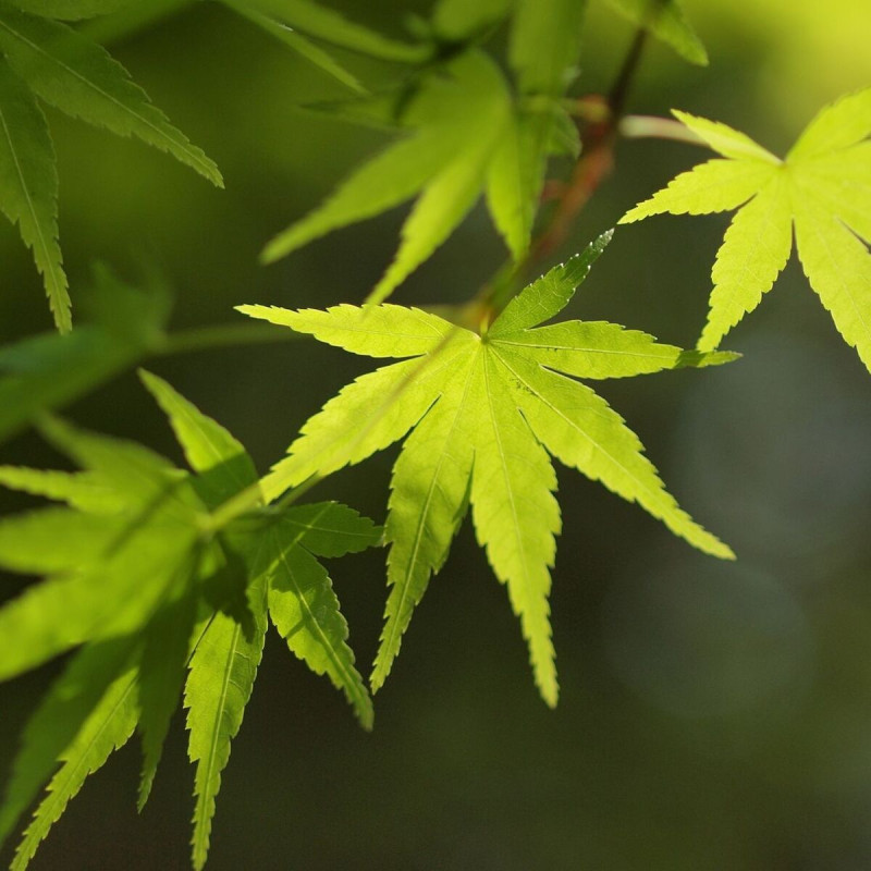 Érable du Japon Mikawa Yatsubusa, Acer palmatum