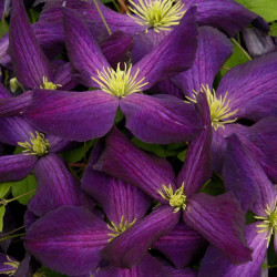 Clématite jackmanii Jackmanii Purpurea® 'Zojapur'