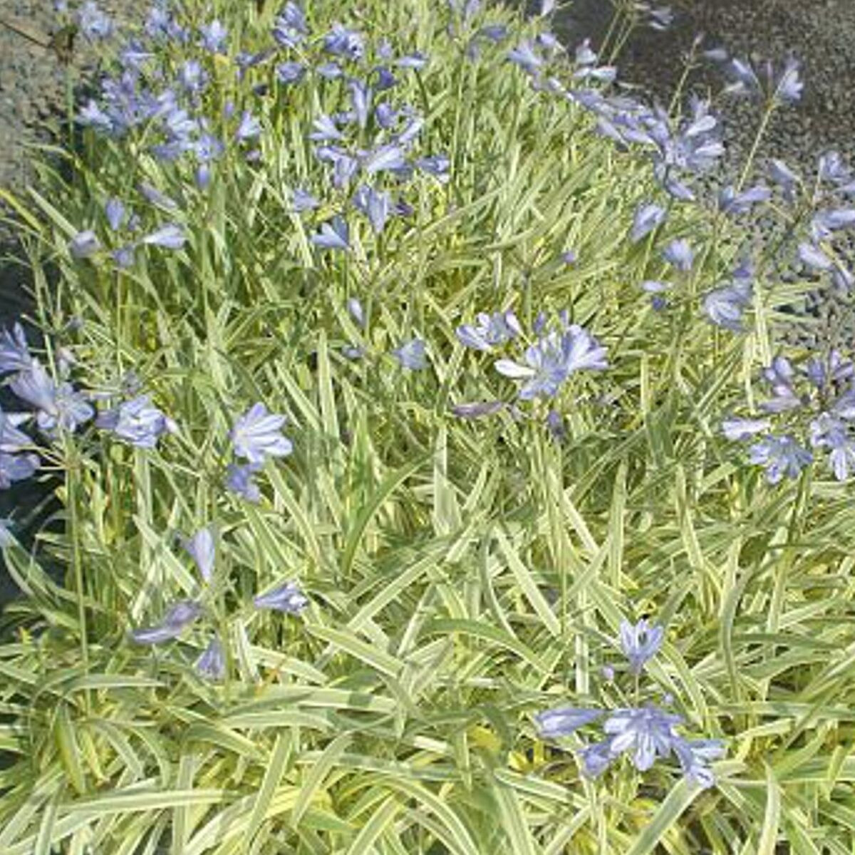 Agapanthe Golden Drop®
