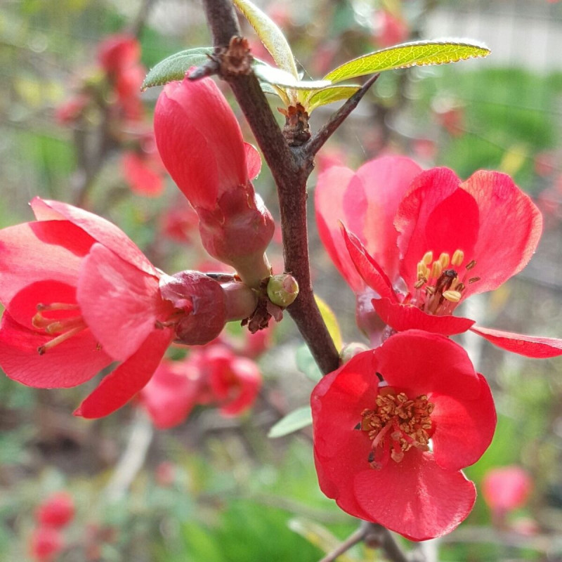 Cognassier du Japon umbilicata, Chaenomeles