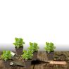 Orpin Brillant, Sedum
