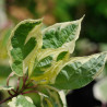 Cornouiller blanc Elegantissima, Cornus