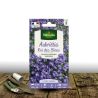 Graines d\'Aubriete Roi des bleus - Vilmorin