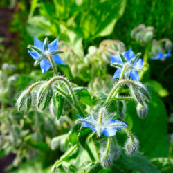 Graines de Bourrache officinale - Vilmorin - Borago