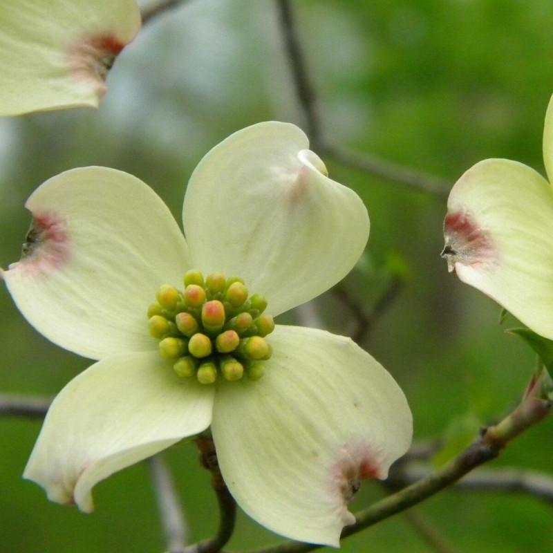 Cornouiller du Japon Wieting's Select, Cornus kousa