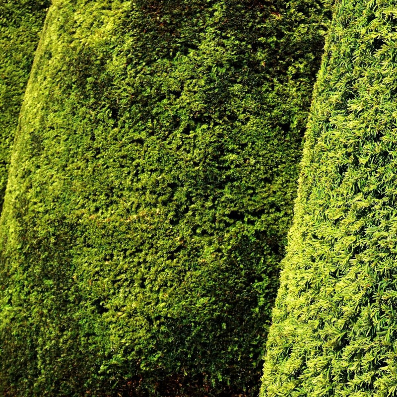 If fastigié doré, Taxus