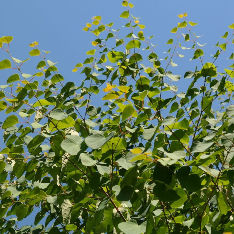 Arbre au caramel, Cercidiphyllum