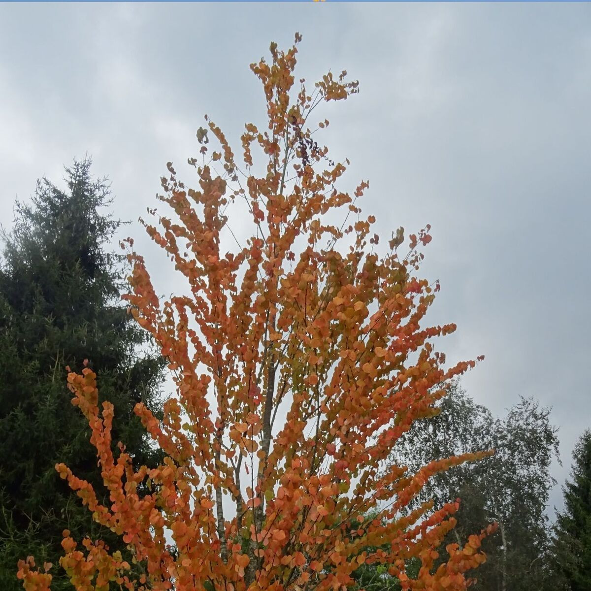 Arbre au caramel, Cercidiphyllum