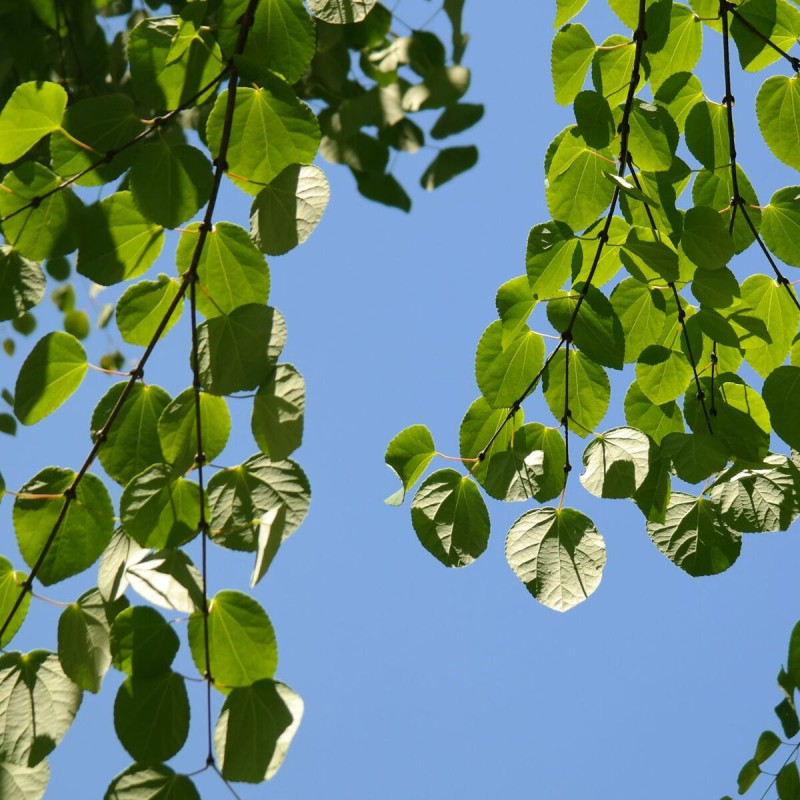 Arbre au caramel, Cercidiphyllum