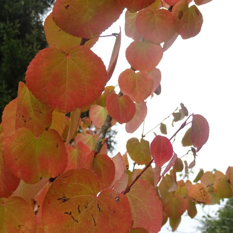 Arbre au caramel, Cercidiphyllum