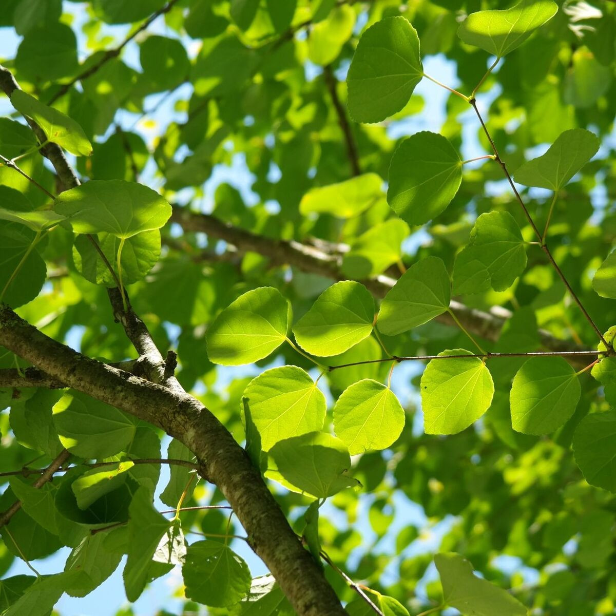 Arbre au caramel, Cercidiphyllum