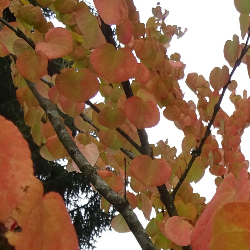 Arbre au caramel, Cercidiphyllum