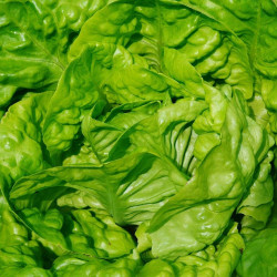 Graines de Laitue pommée Grosse Blonde Paresseuse