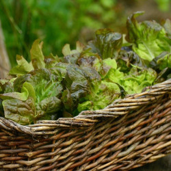 Graines de Laitue pommée Brune D'Hiver