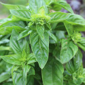 Graines de Basilic Citron - Vilmorin