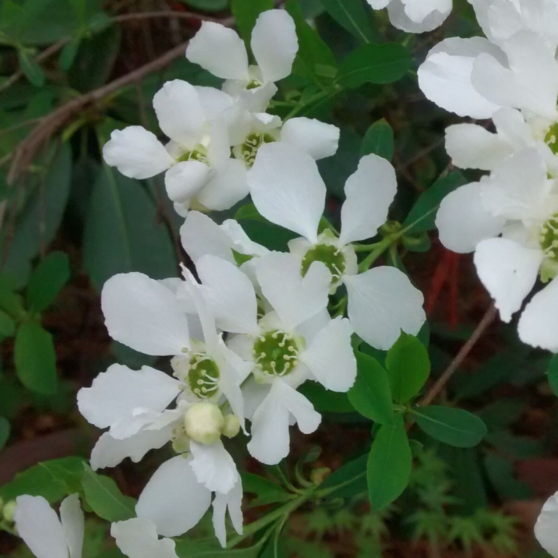 Arbre aux perles The Bride, Exochorda, Exochorde