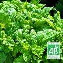 Graines de Basilic Genovese BIO - Vilmorin