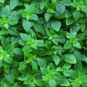 Graines de Basilic Fin vert compact - Vilmorin