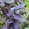 Graines de Basilic pourpre - Vilmorin