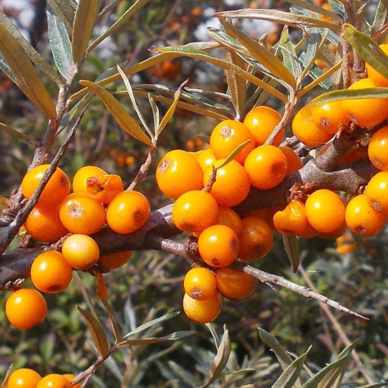 Argousier Hergo, Hippophae