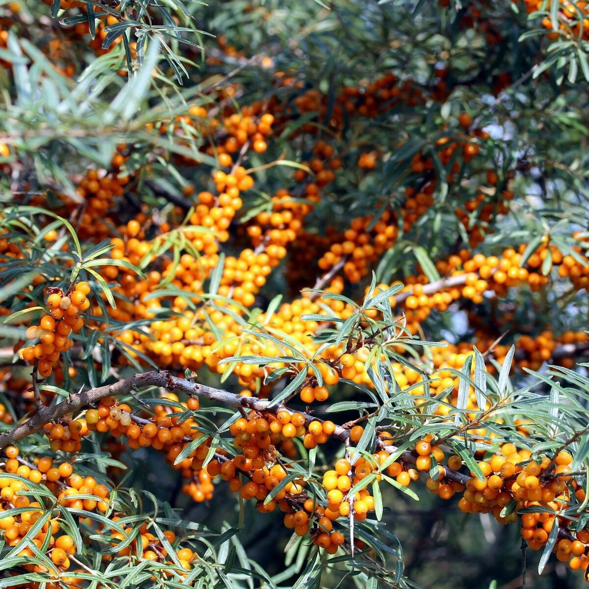 Argousier Hergo, Hippophae