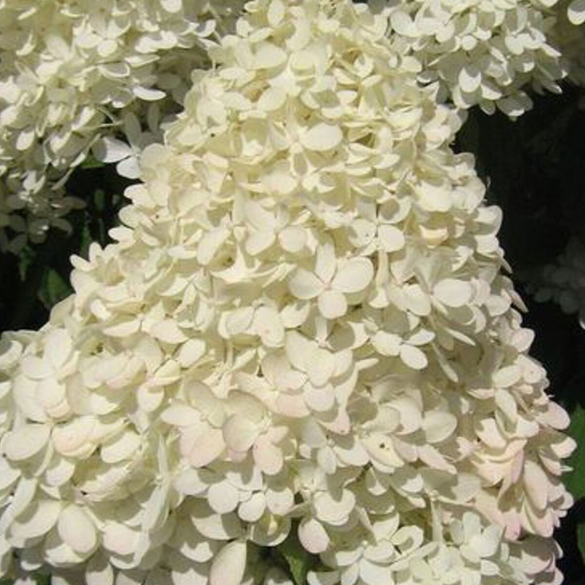 Hortensia paniculata Magical® Sweet Summer 'Bokrathirteen', Hydrangea paniculata Hortensia paniculata Magical® Sweet Summer 'Bokrathirteen', Hydrangea paniculata